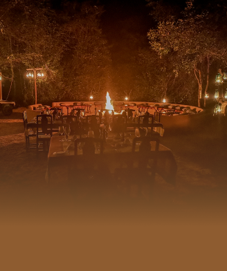 A bonfire gathering in the wild at night