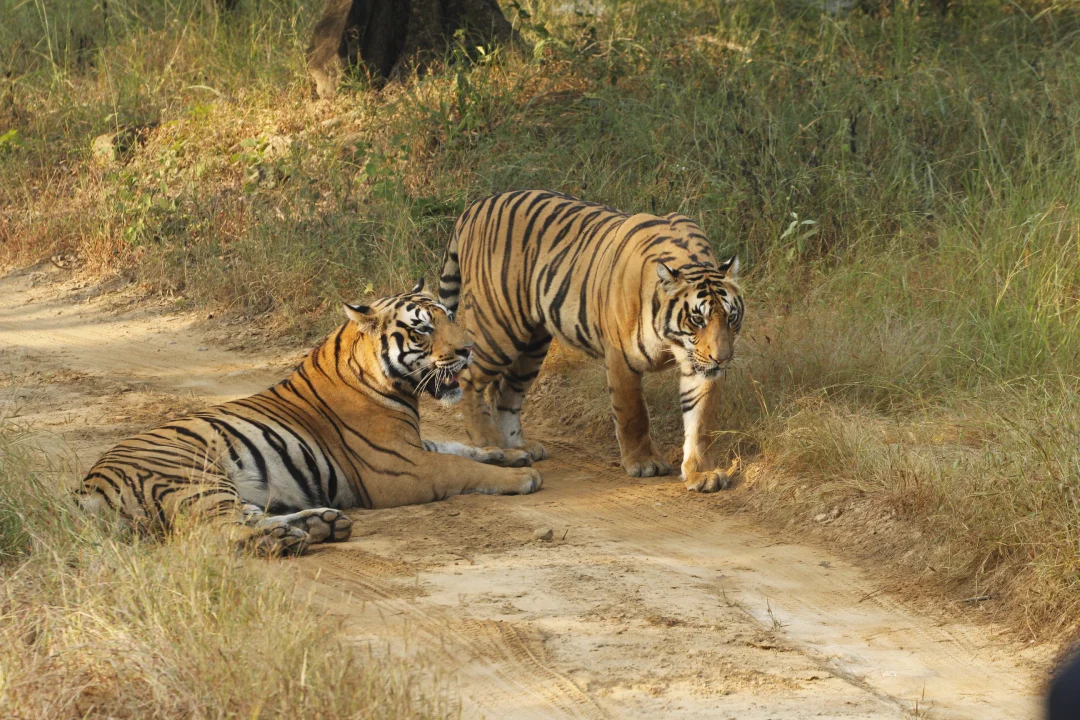 Guests exploring the Satpura landscape