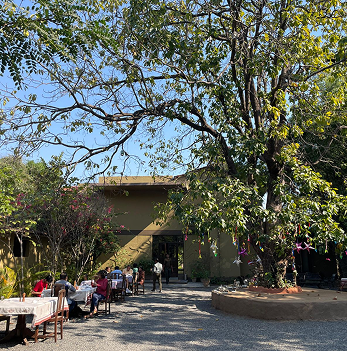 Outdoor dining beneath the lodge trees
