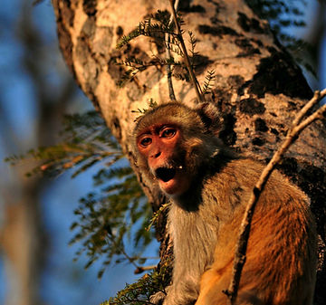 Monkey on a tree