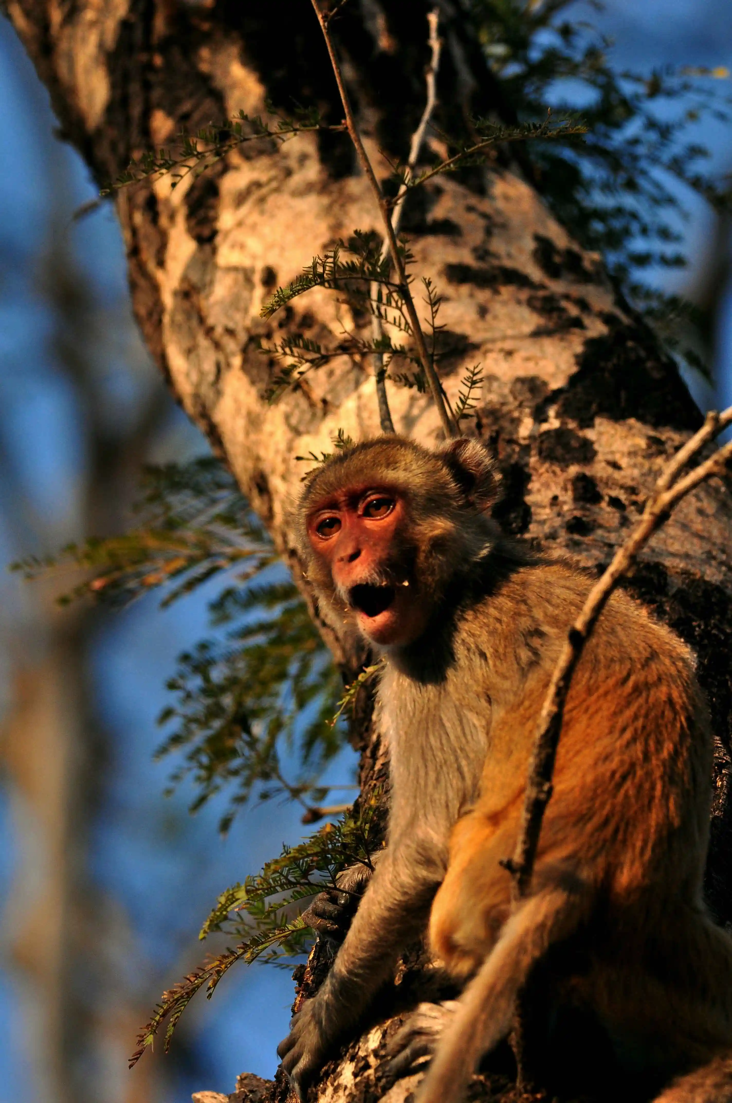 Rhesus macaque resting in a forest tree