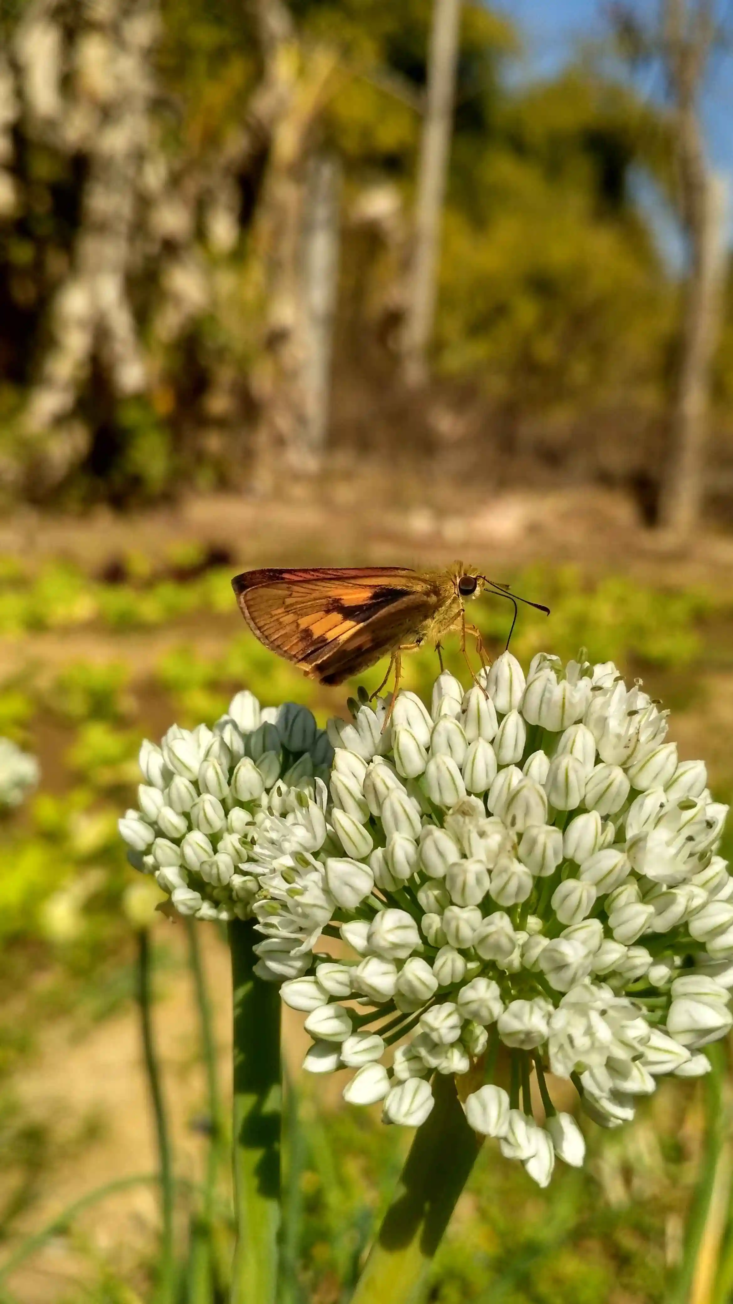 Butterfly feeding on white flowers