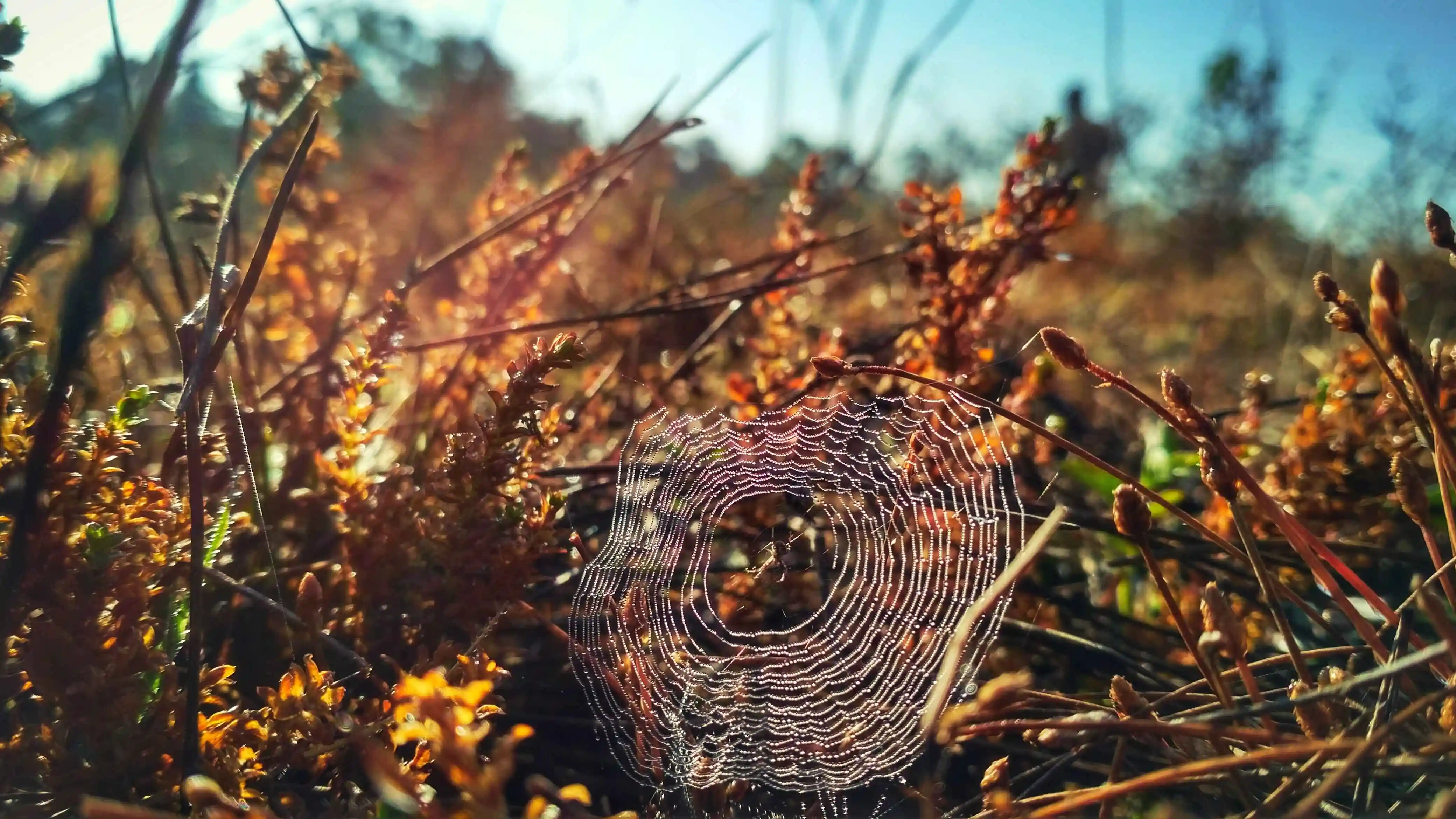 Spider web glowing in morning forest light