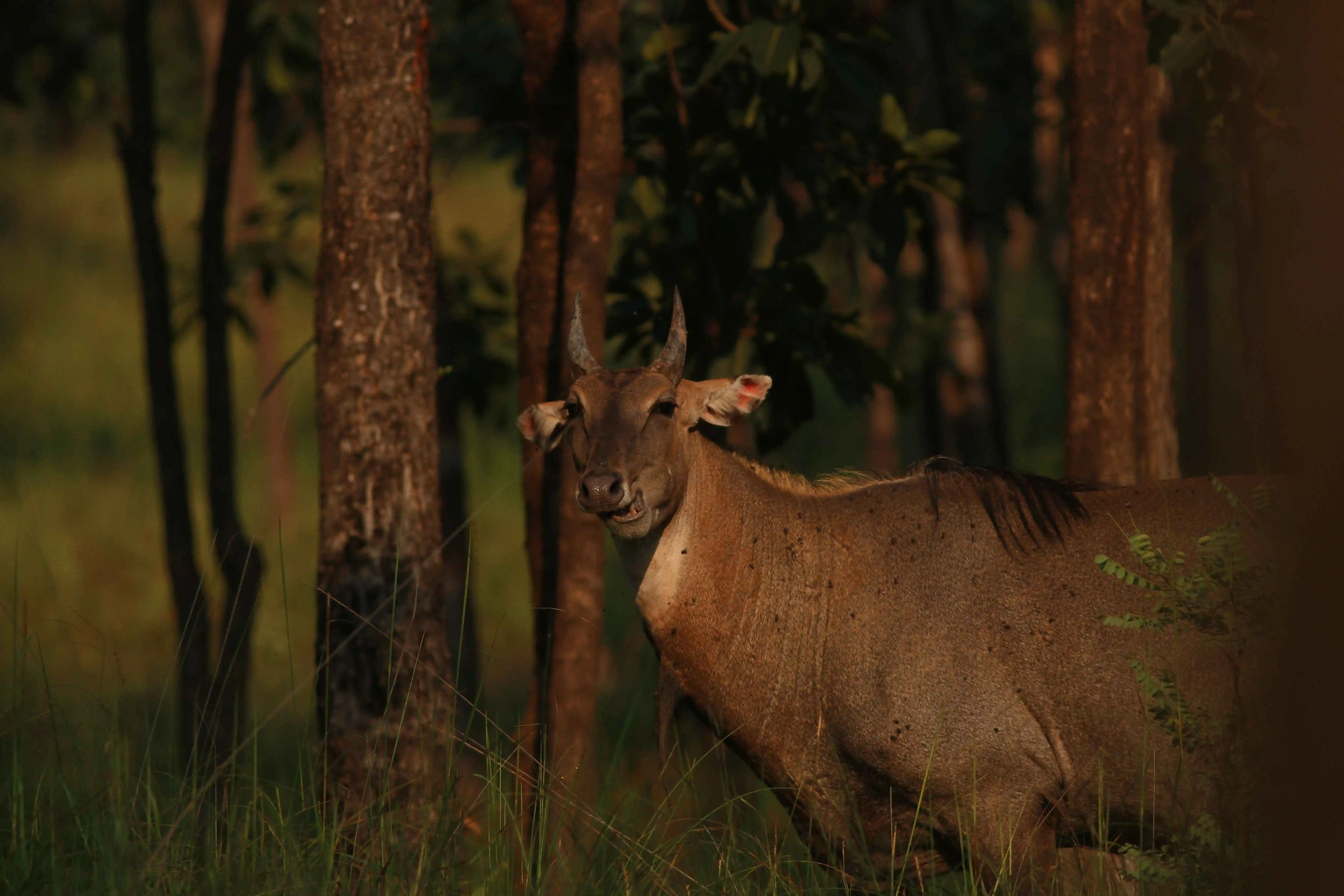 Nilgai standing among Satpura trees