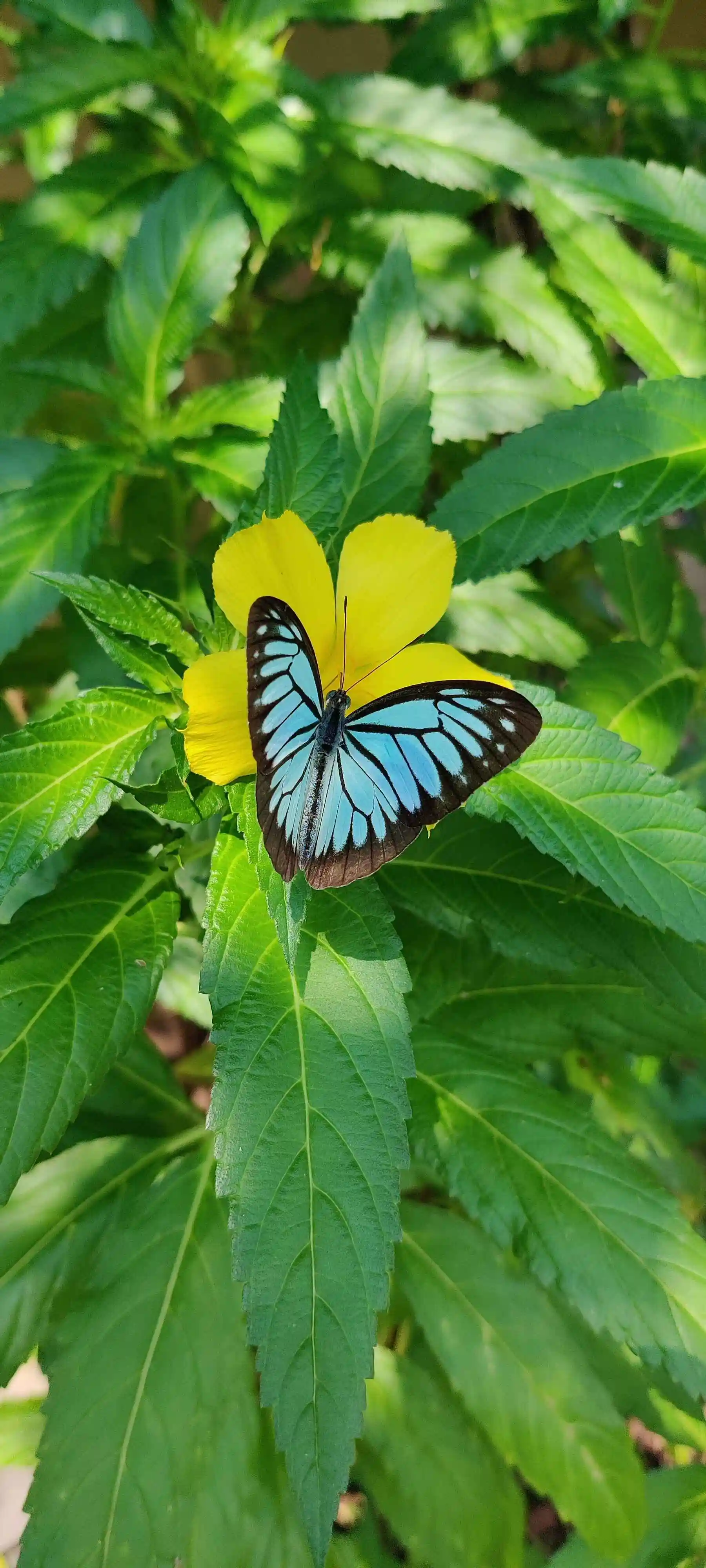 Blue butterfly resting on a yellow flower